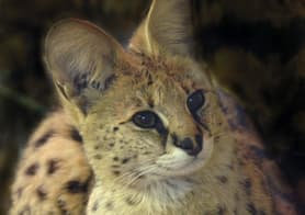 photographing zoos darken the image down