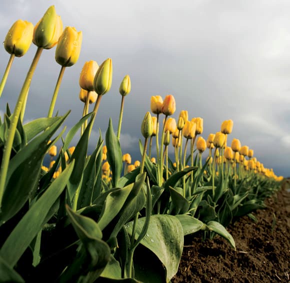 Spring landscape photography tips - yellow tulips