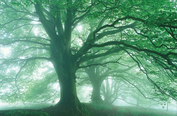 Spring landscape photography tips 3 - beech trees in fog