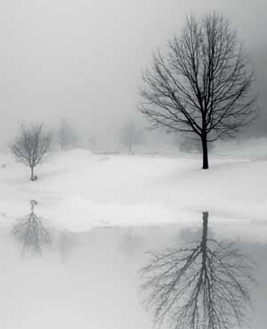 Winter landscape tips - black and white trees