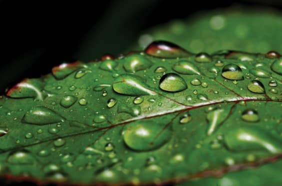 understanding your camera settings - rain water leaf
