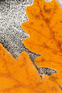 How to shoot Autumn pictures: Autumn macro leaf