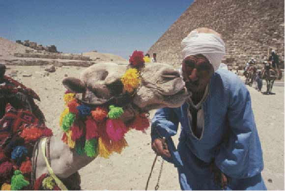 Better Travel Photography- Camel