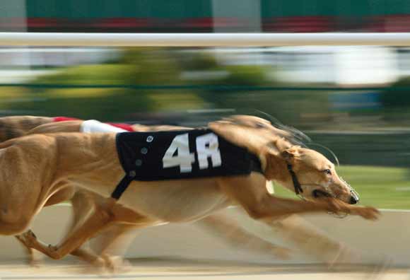 Guide to Slow Shutter Speeds - Greyhound