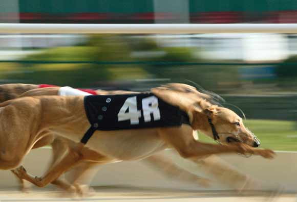 Guide to Slow Shutter Speeds - Greyhound Guide to Slow Shutter Speeds - Greyhound
