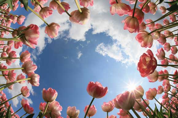 How-to-Photograph-Gardens-Sergey-Karepanov How-to-Photograph-Gardens-Sergey-Karepanov