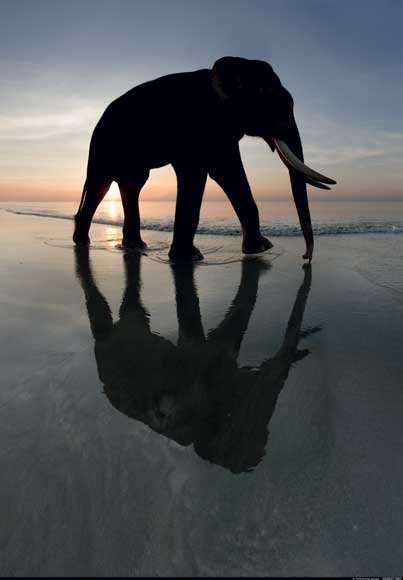 Life of a Wildlife Photographer - Elephant