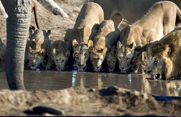 Life of a Wildlife Photographer - Lions