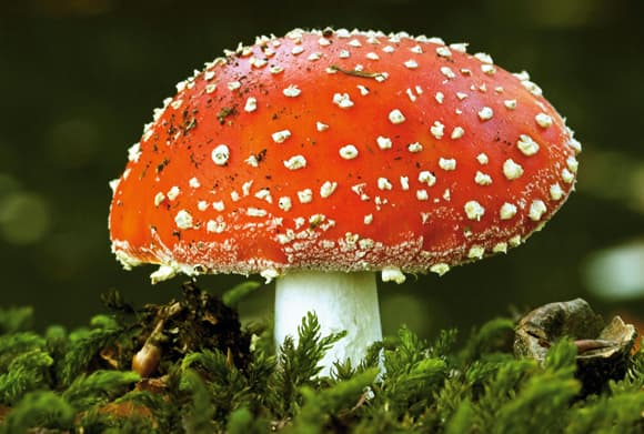 Photographing Mushrooms