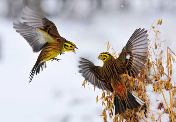 Clash of the Yellowhammers