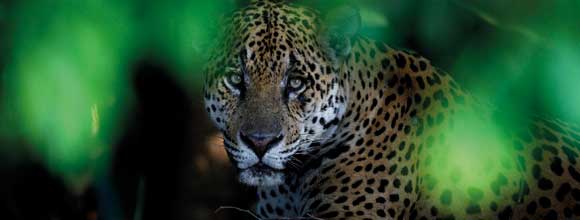 Look of the Jaguar